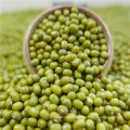 Chinese Dried Green Mung Bean